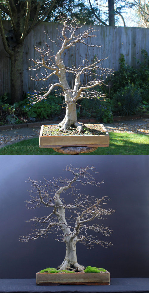 hornbeam bonsai